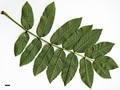 SpeciesSub: subsp. pohuashanensis